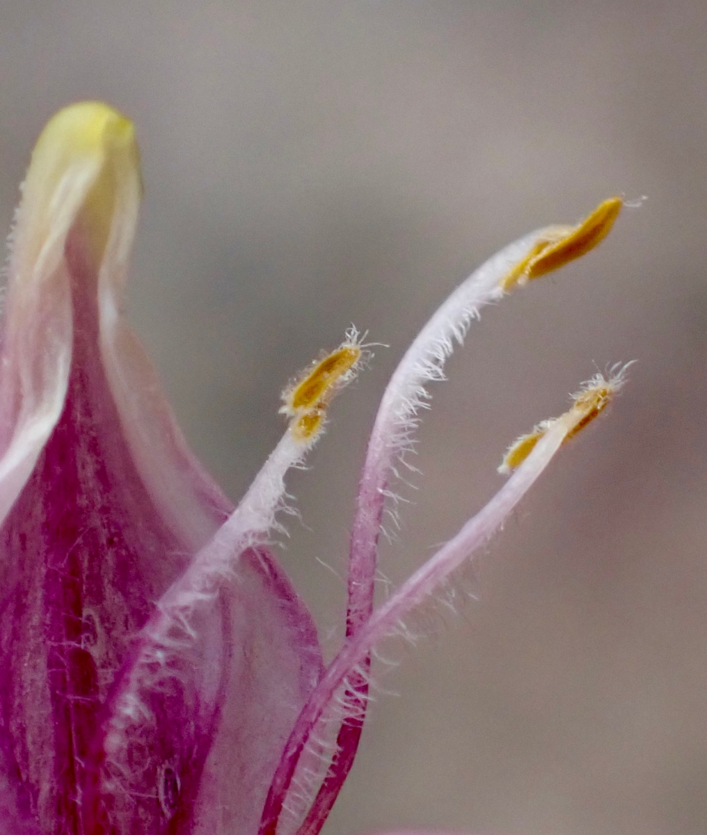 Cordylanthus eremicus