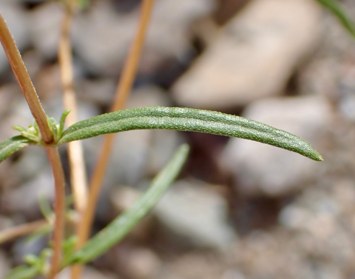 Heliomeris multiflora var. nevadensis