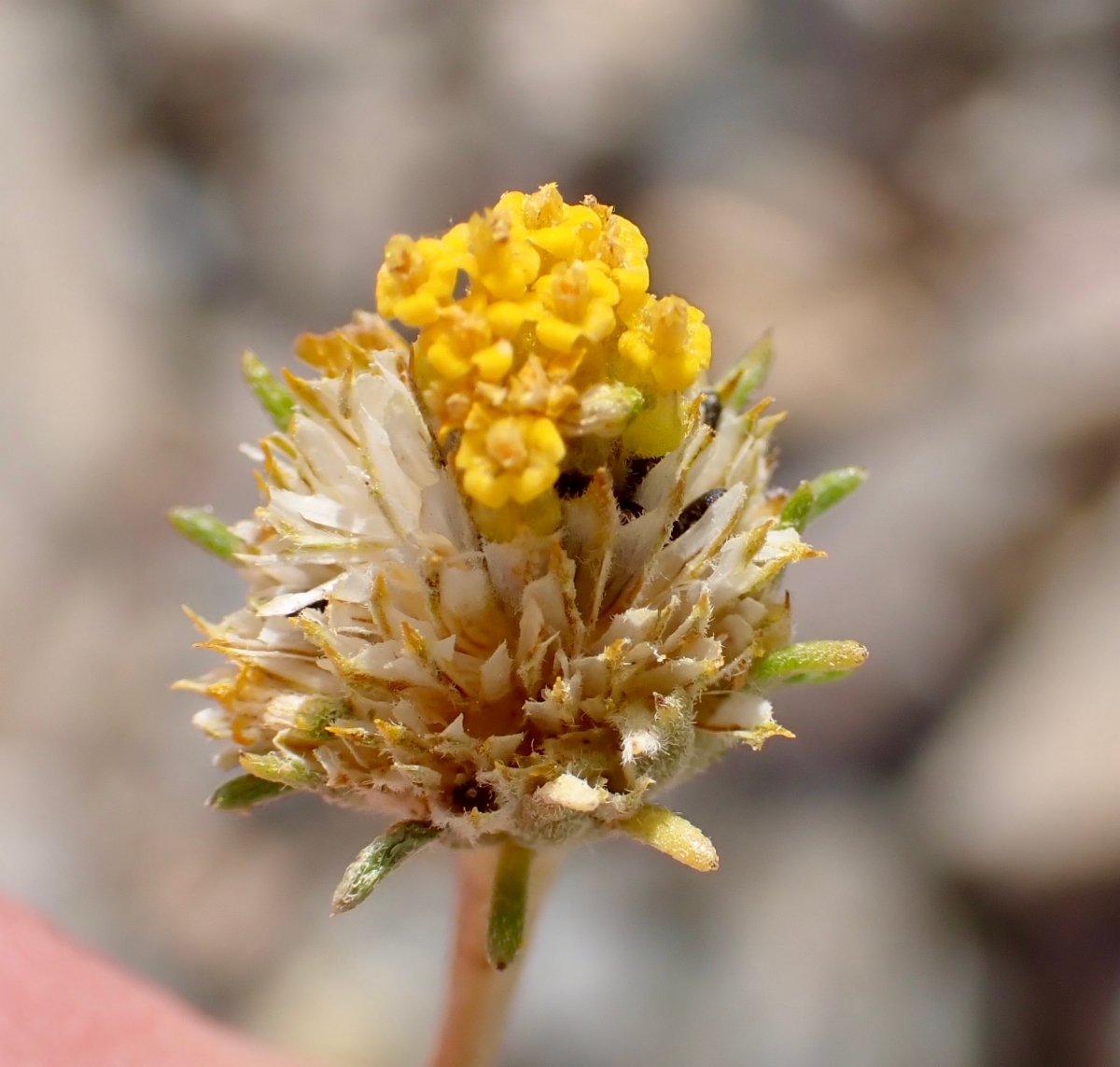 Heliomeris multiflora var. nevadensis