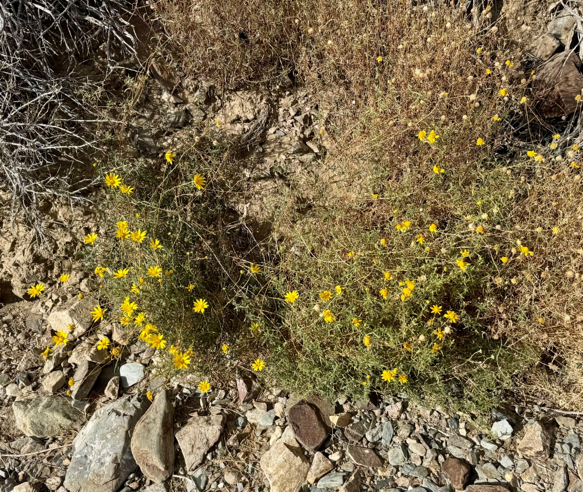 Heliomeris multiflora var. nevadensis