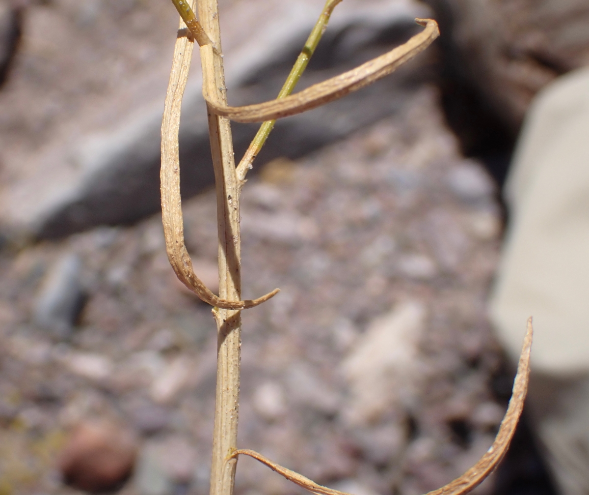 Gutierrezia microcephala