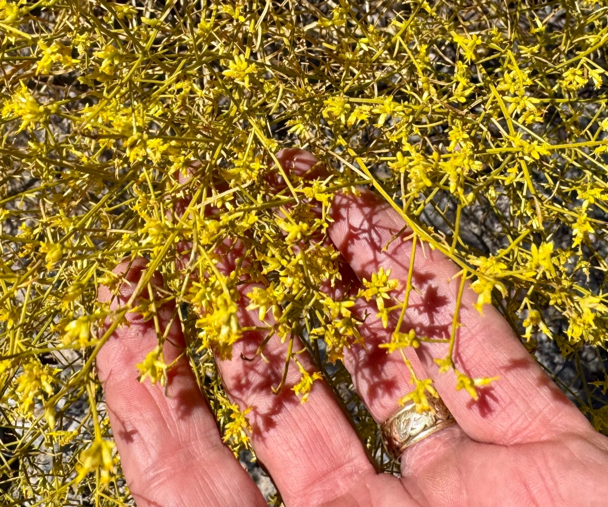 Gutierrezia microcephala