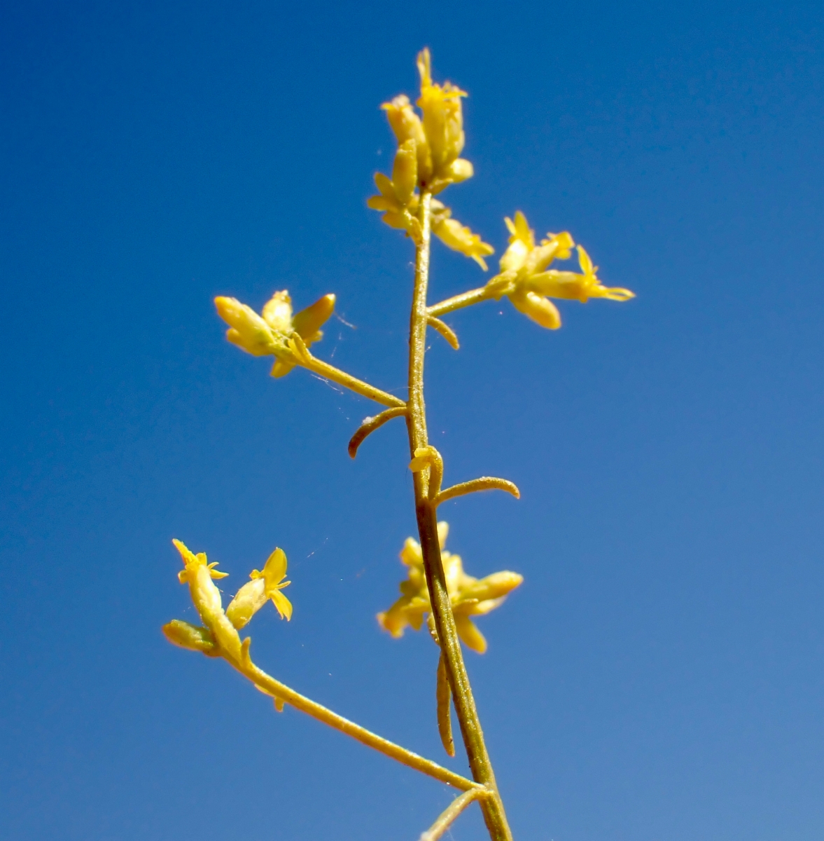 Gutierrezia microcephala