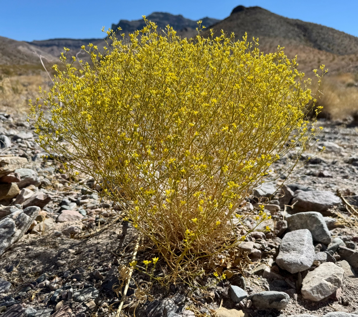 Gutierrezia microcephala