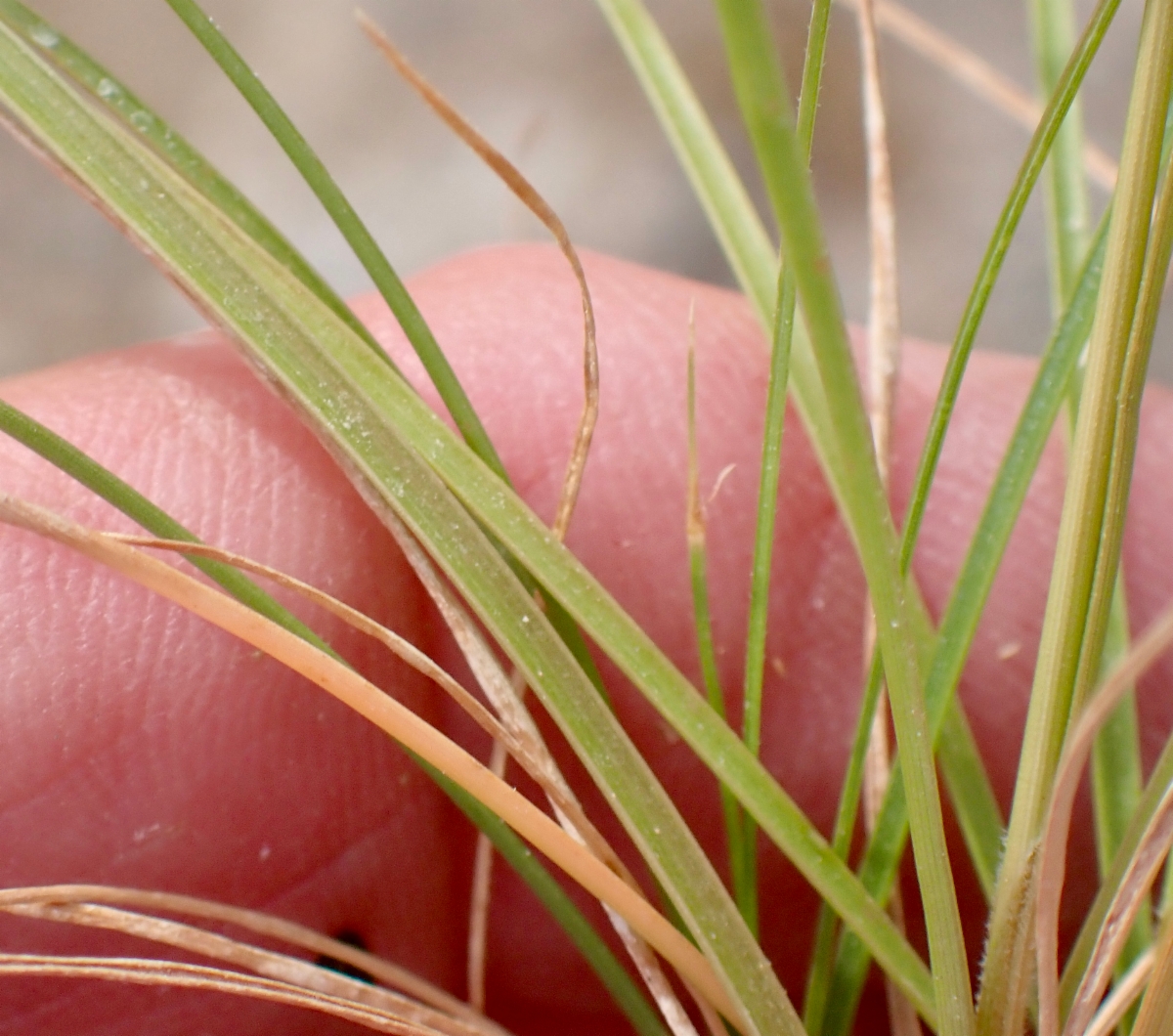 Fimbristylis thermalis