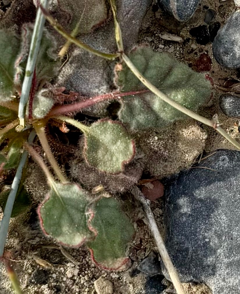 Eriogonum contiguum