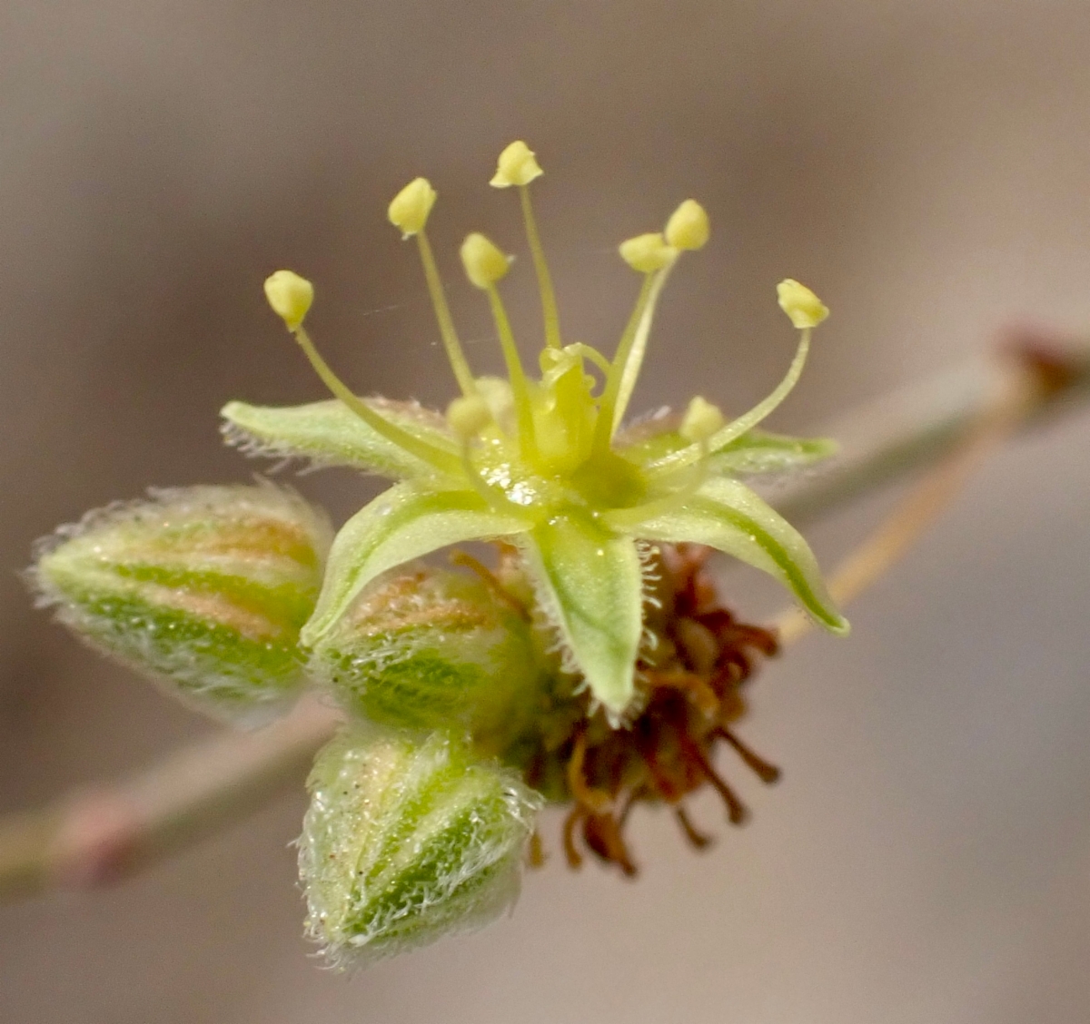 Eriogonum contiguum