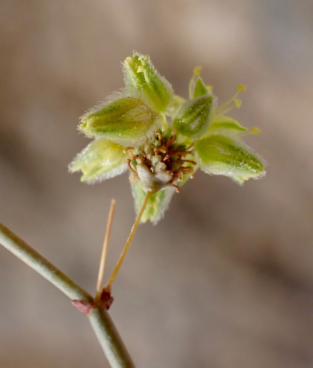 Eriogonum contiguum