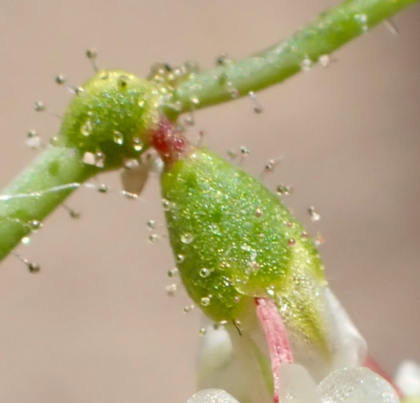 Eriogonum brachypodum