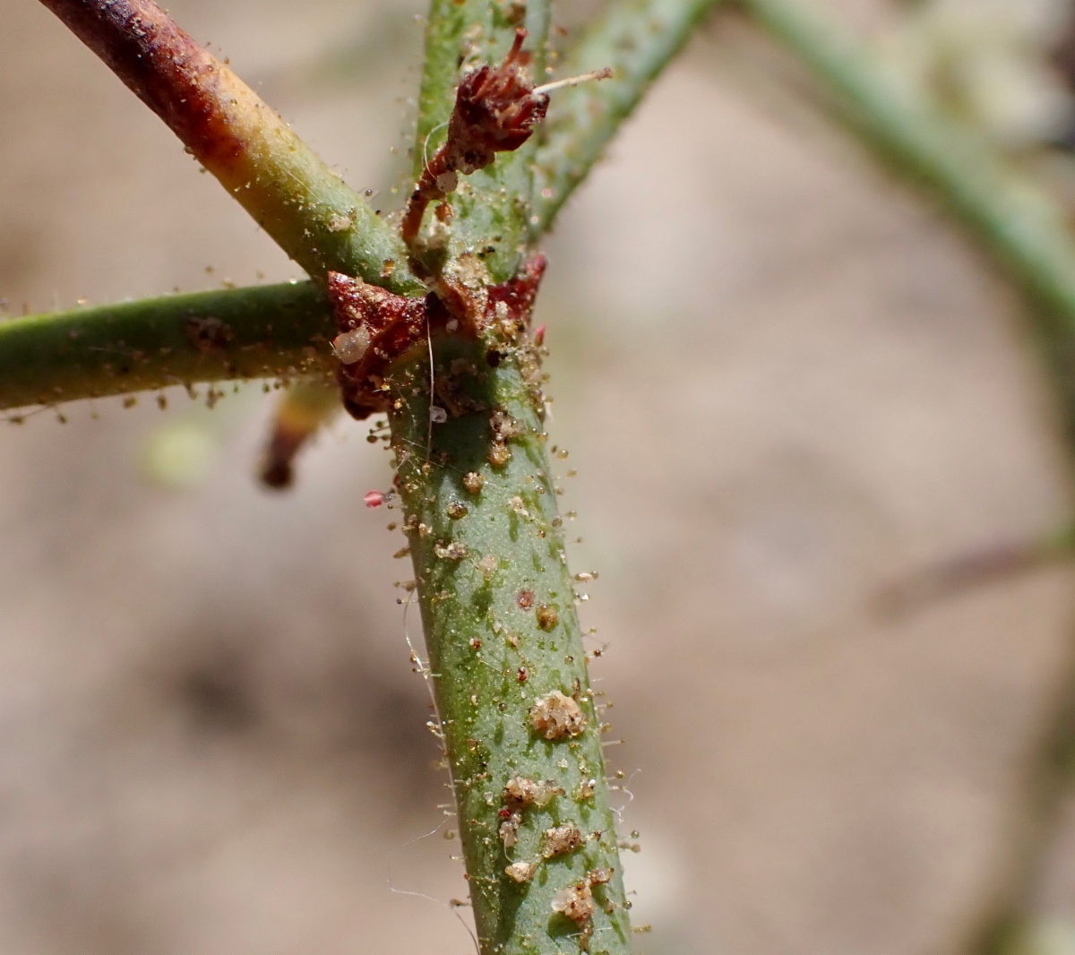 Eriogonum brachypodum