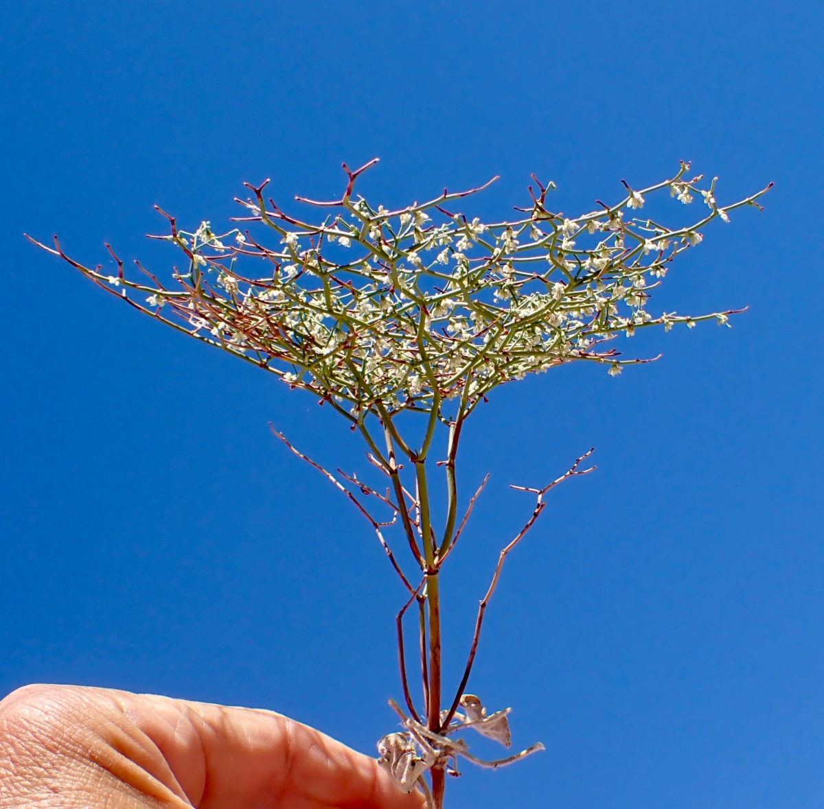 Eriogonum rixfordii