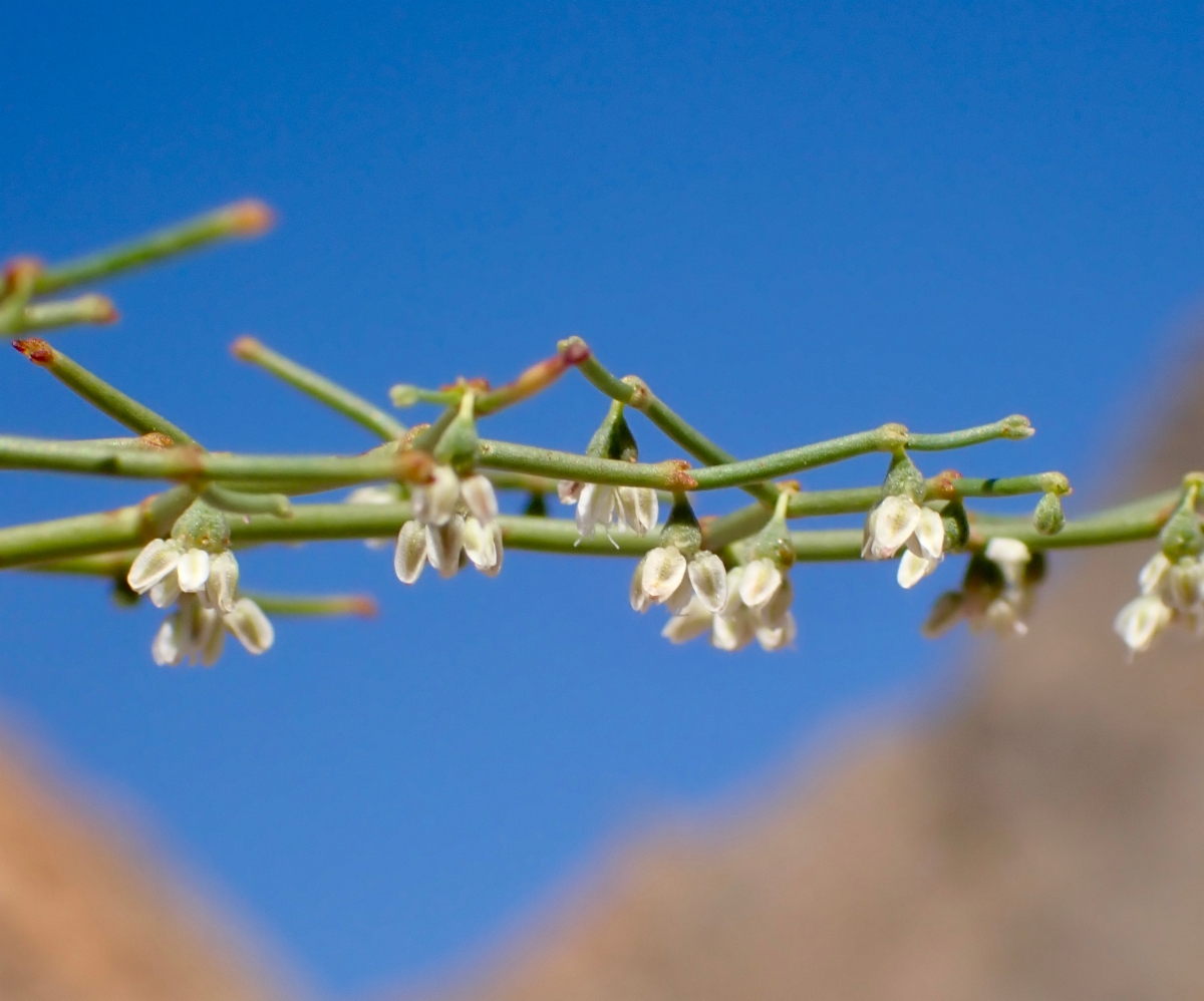 Eriogonum rixfordii