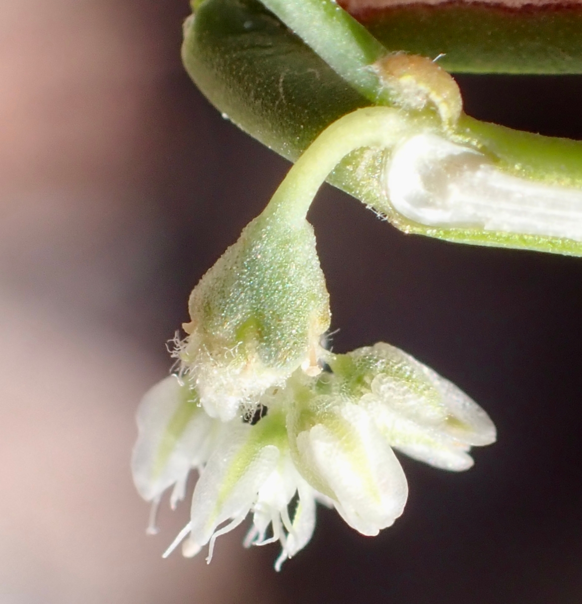 Eriogonum rixfordii