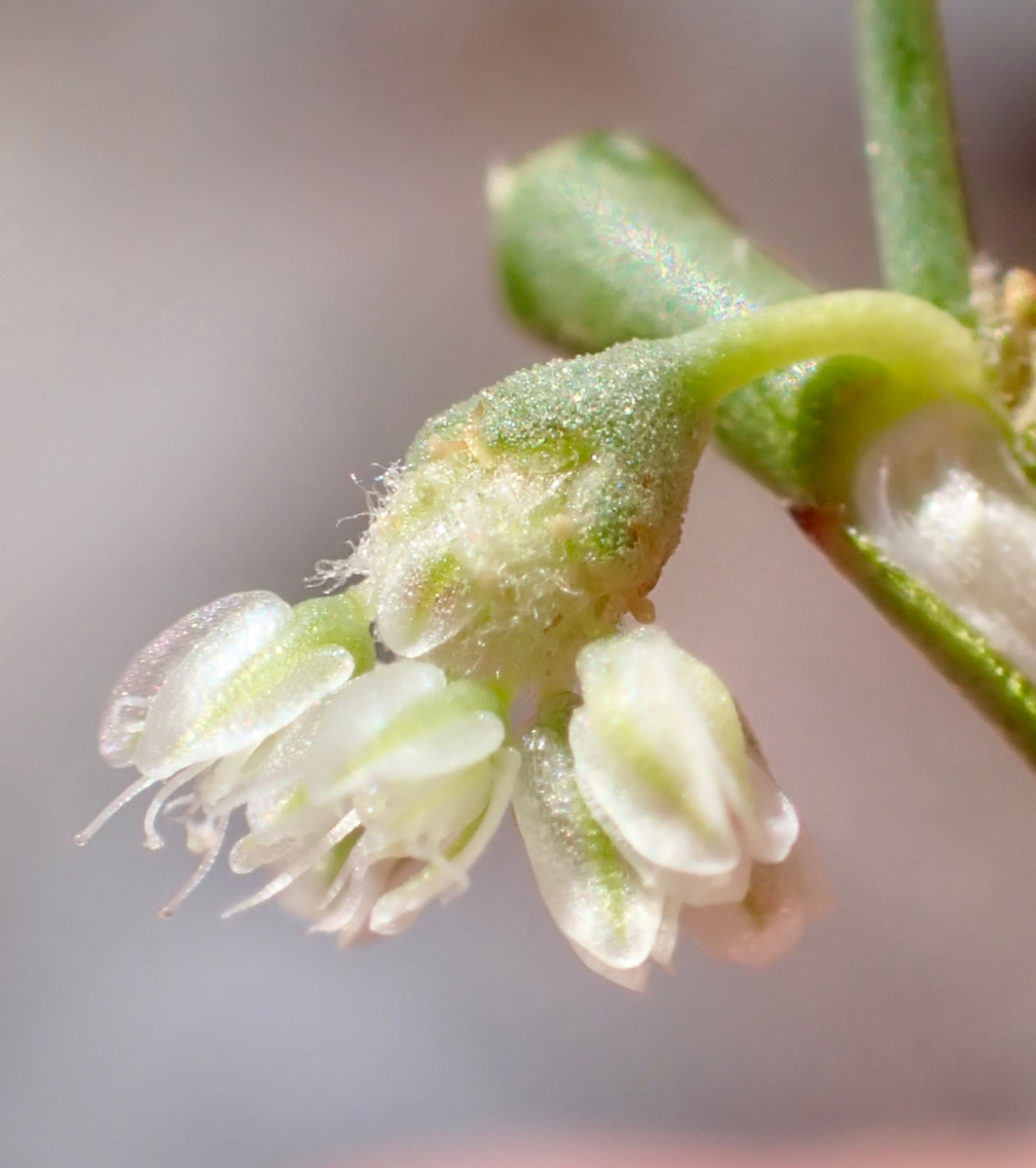 Eriogonum rixfordii