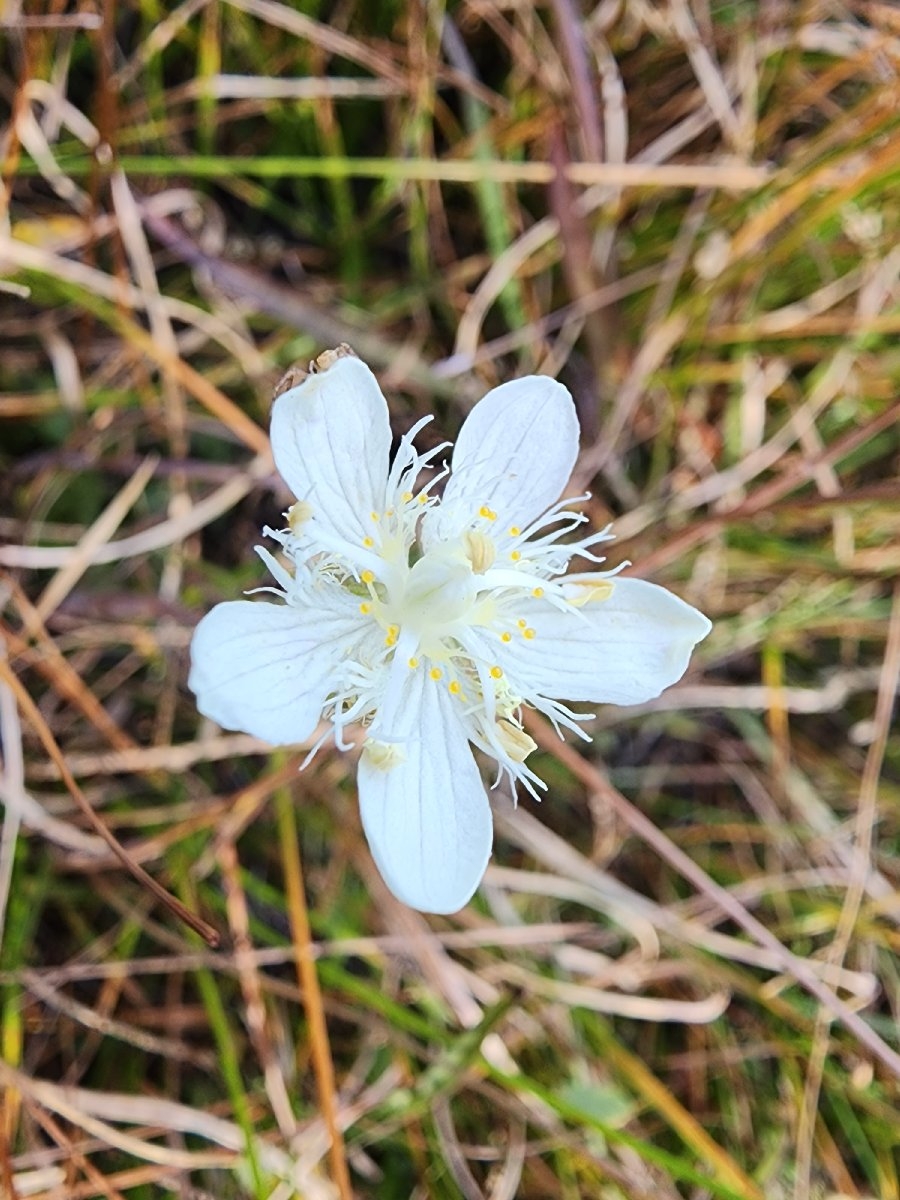 Parnassia cirrata var. intermedia