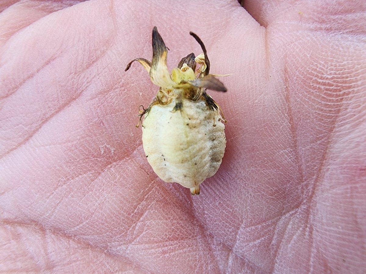 Parnassia cirrata var. intermedia