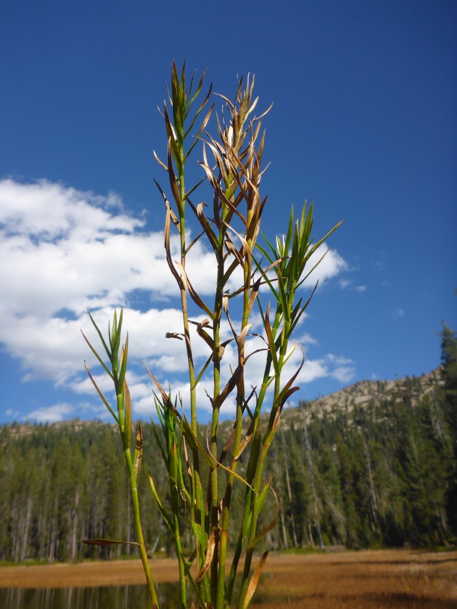 Dulichium arundinaceum var. arundinaceum