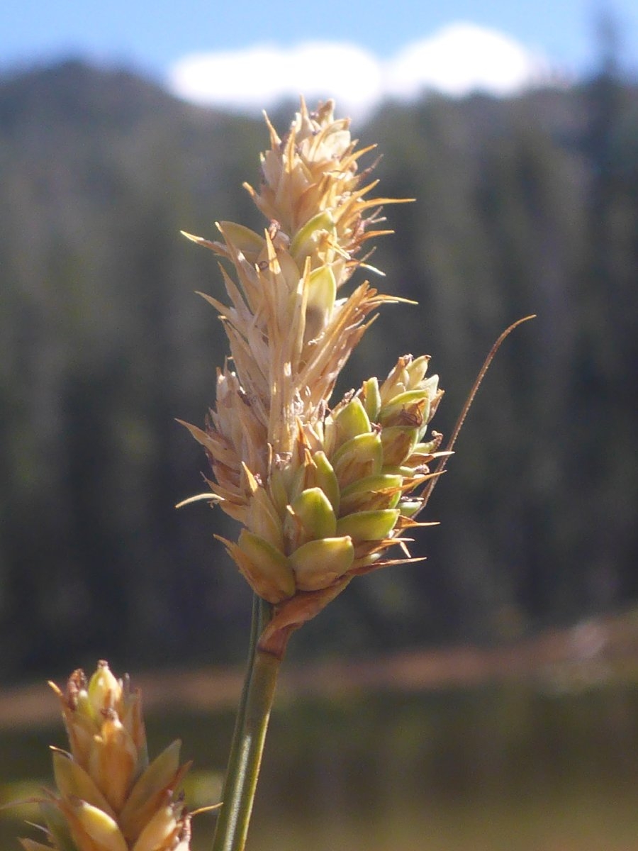 Carex buxbaumii