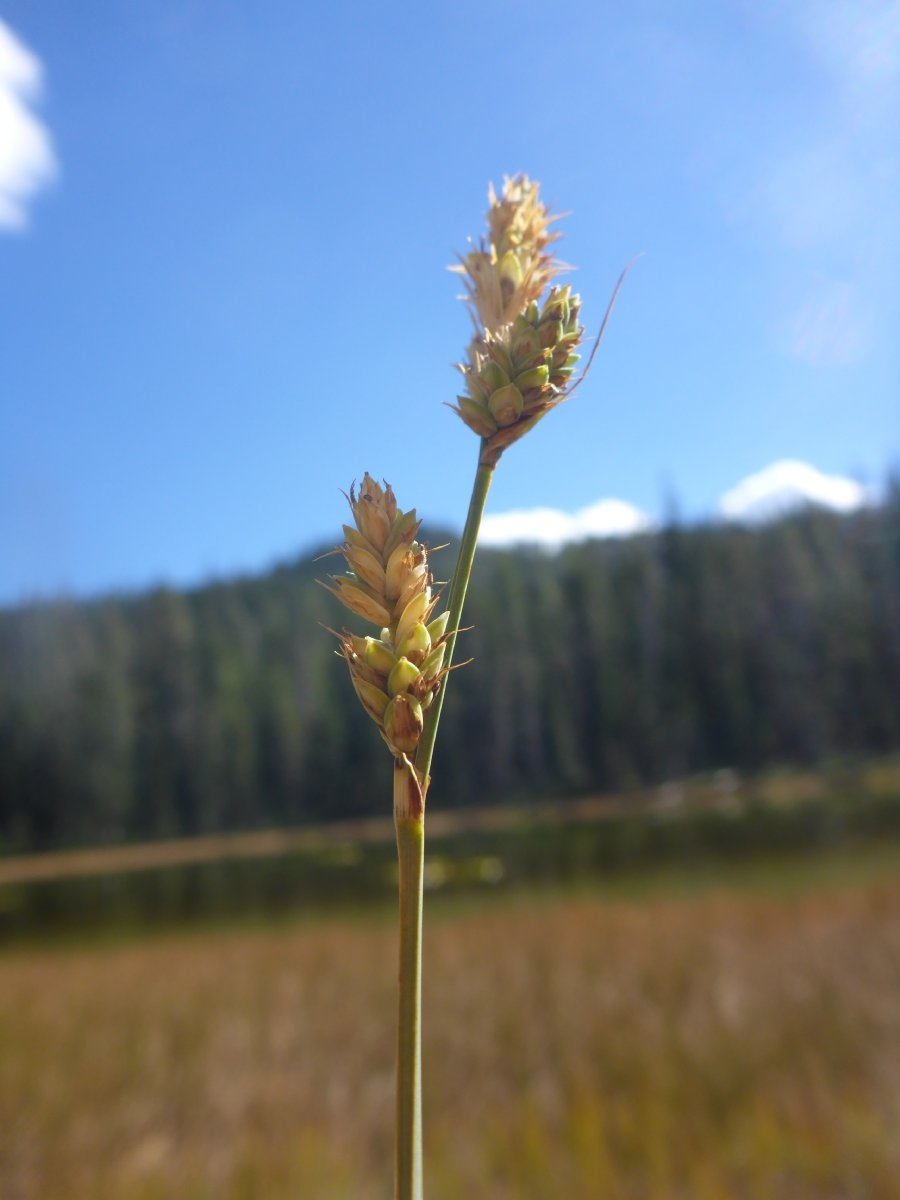 Carex buxbaumii