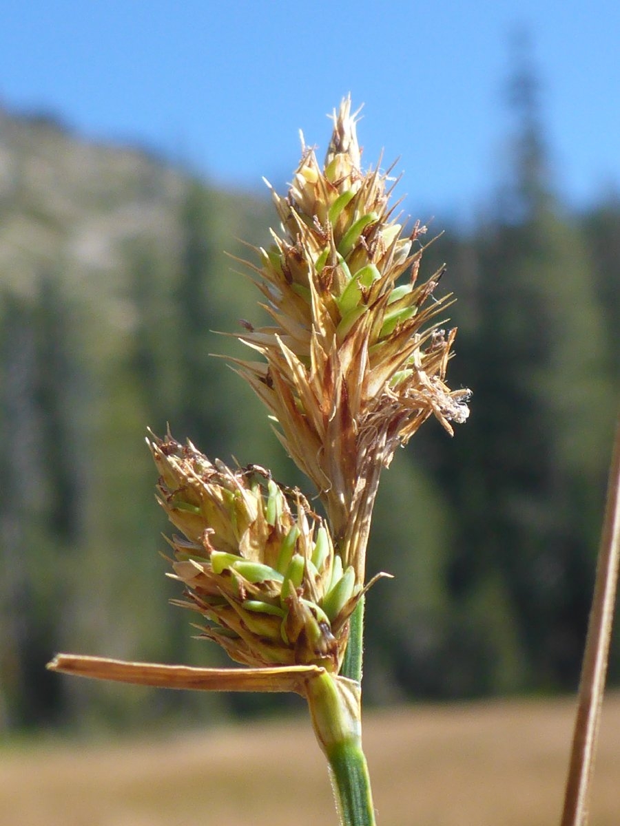 Carex buxbaumii