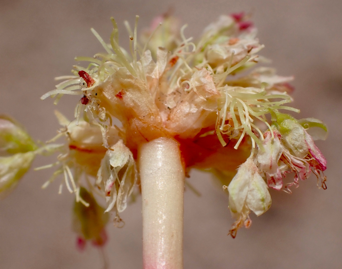 Eriogonum latens