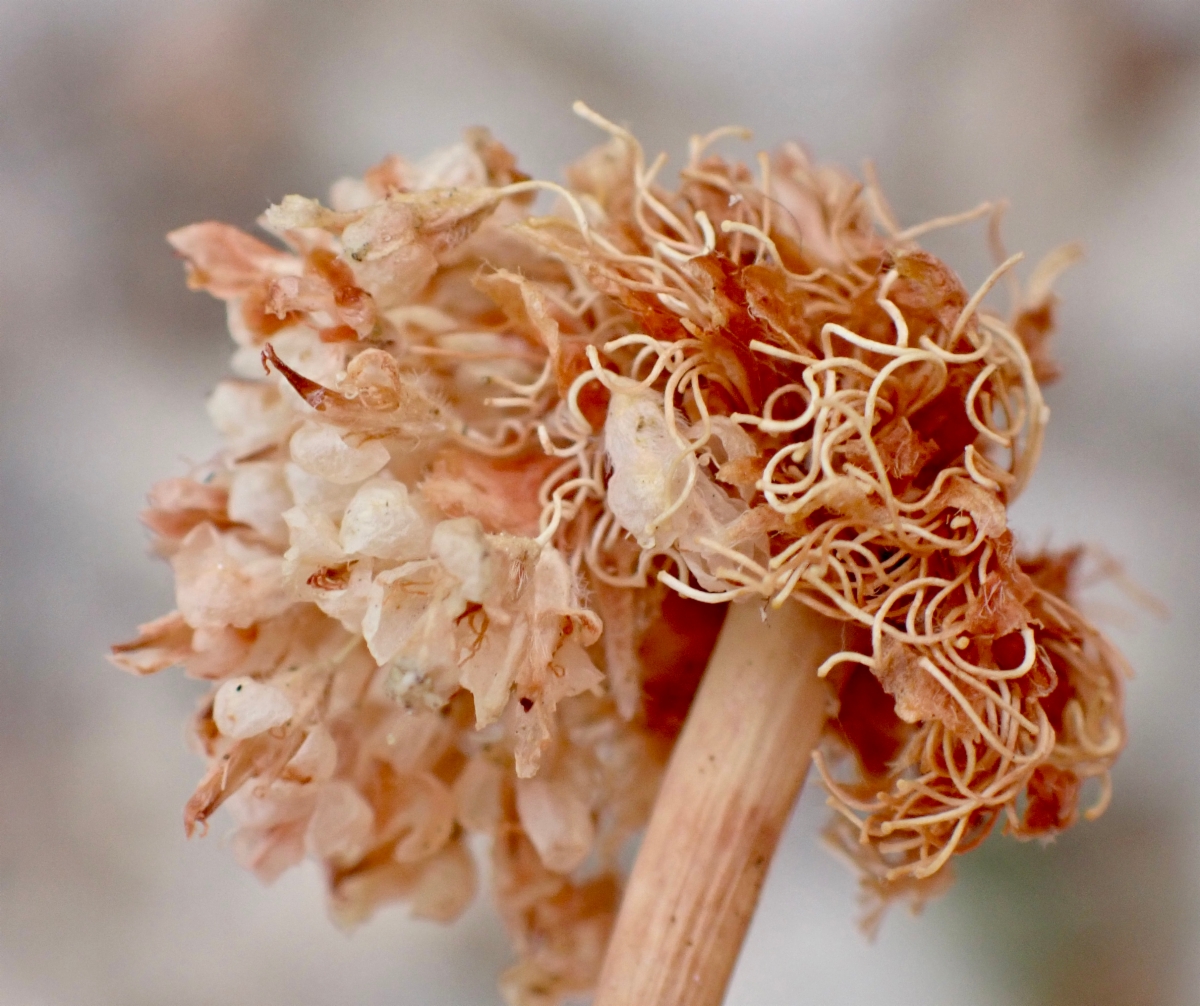 Eriogonum latens