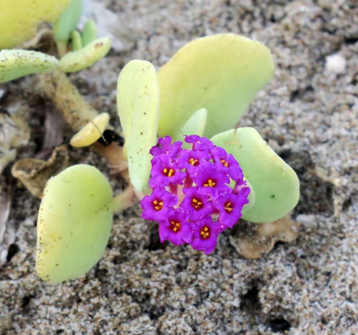 Abronia maritima