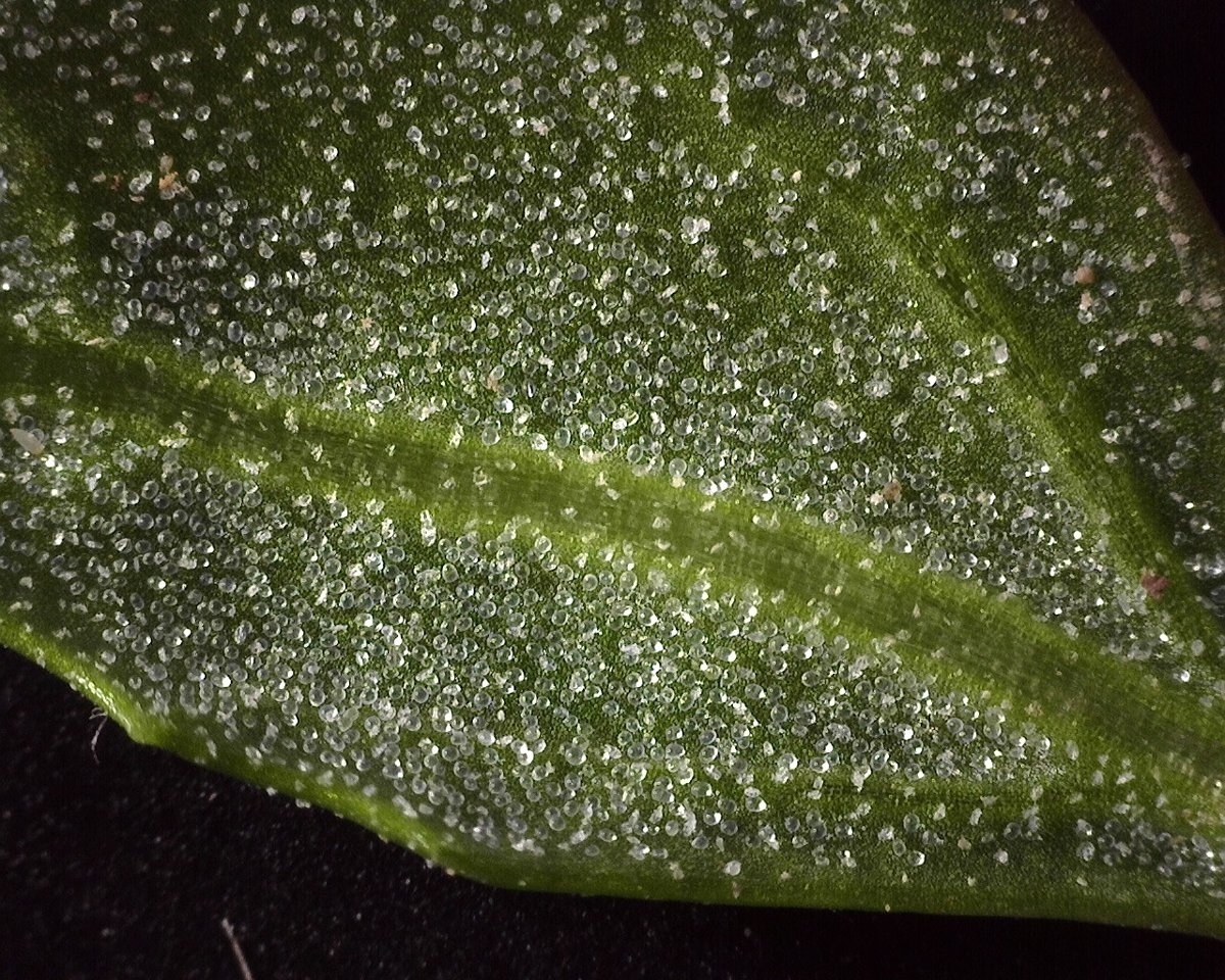 Chenopodium macrospermum