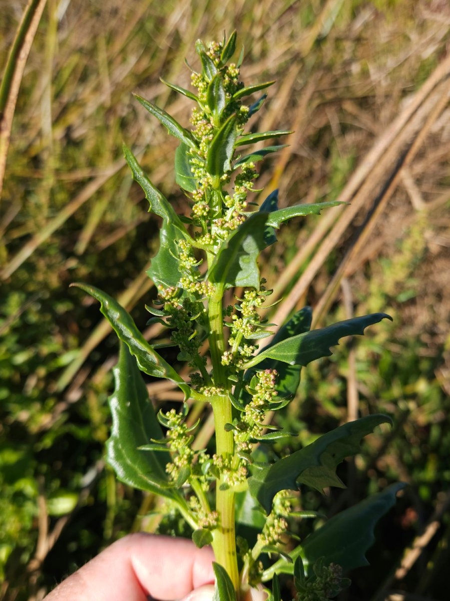 Chenopodium macrospermum