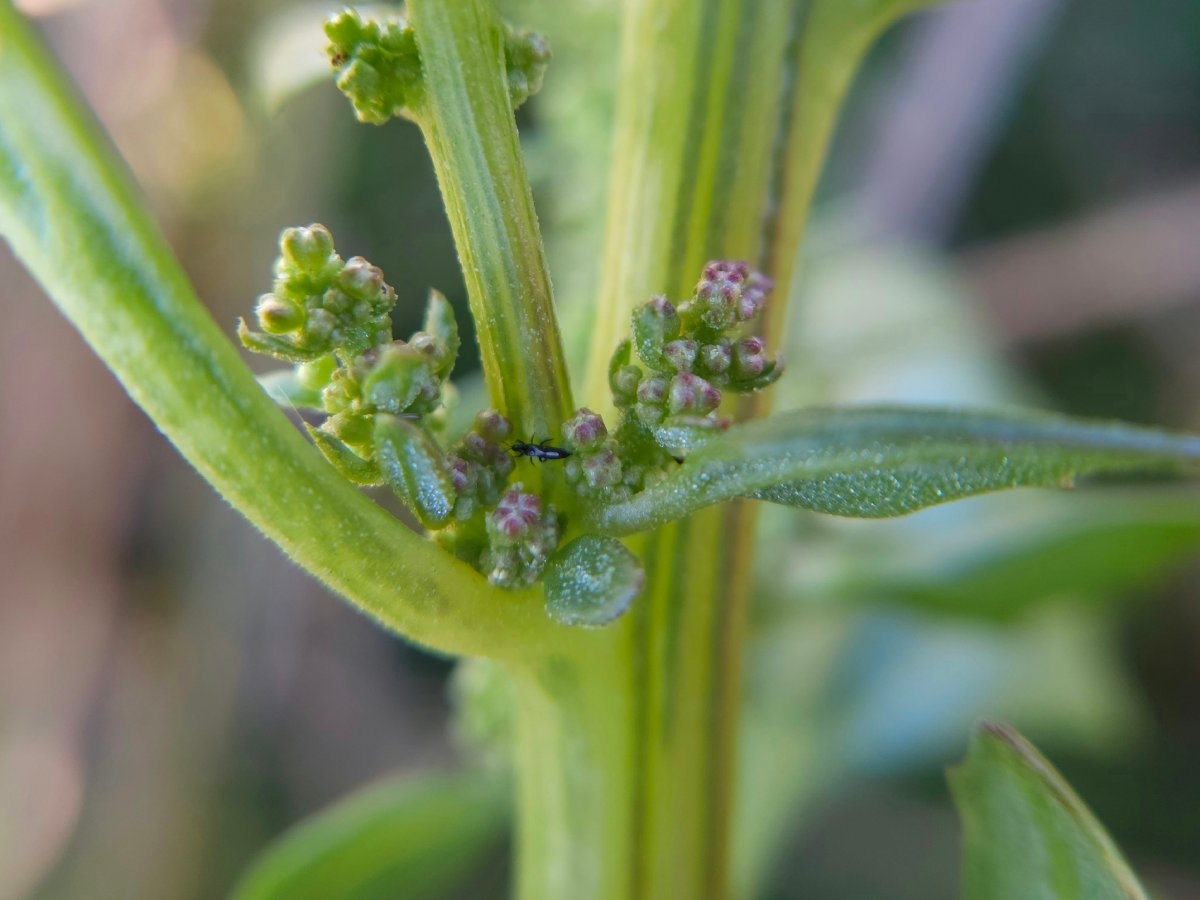 Chenopodium macrospermum