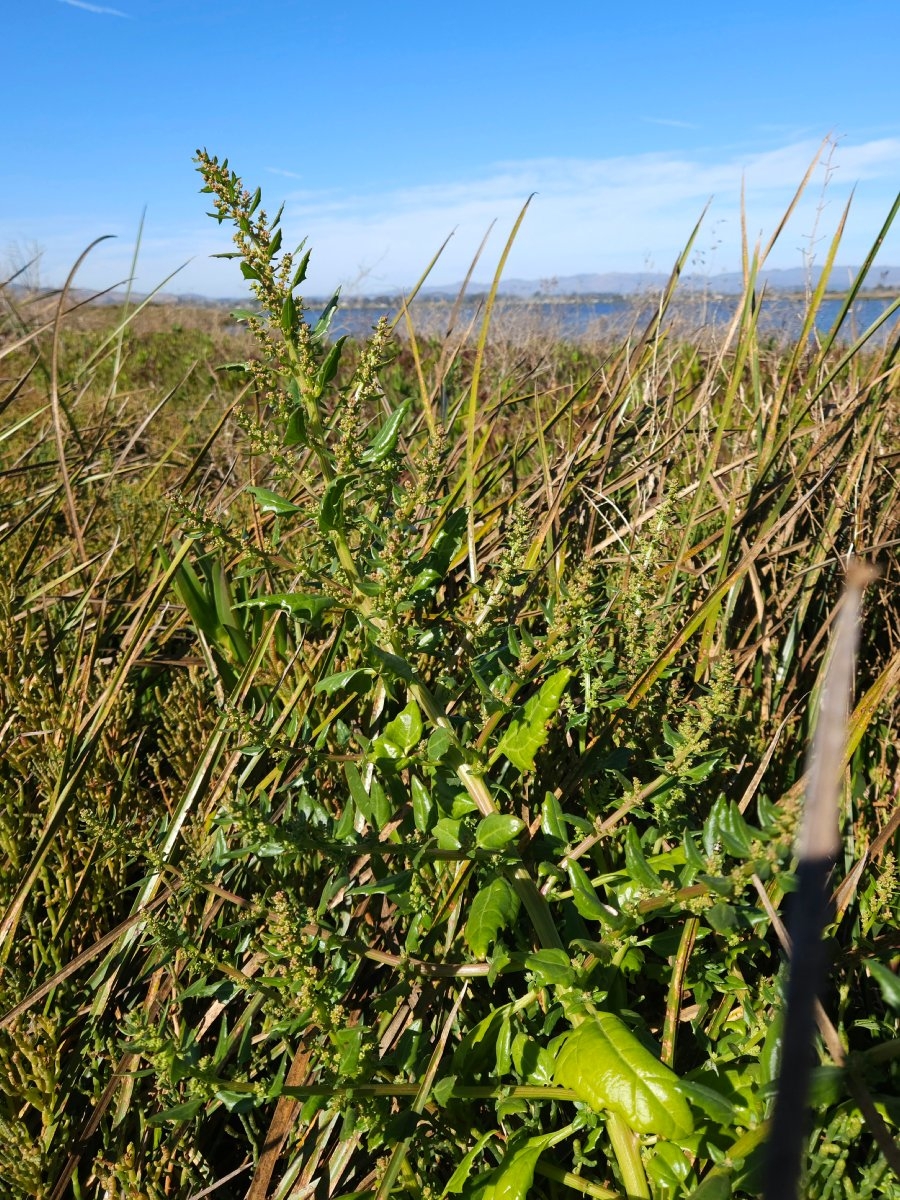 Chenopodium macrospermum