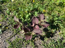 Fallopia sachalinensis