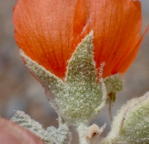 Sphaeralcea ambigua var. rugosa