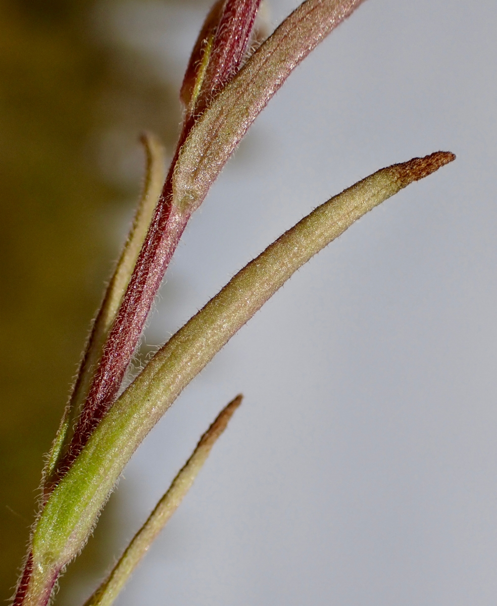 Castilleja praeterita