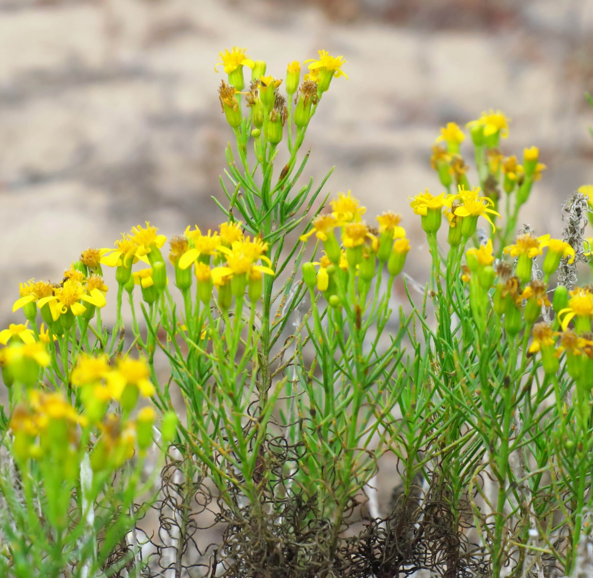 Senecio blochmaniae