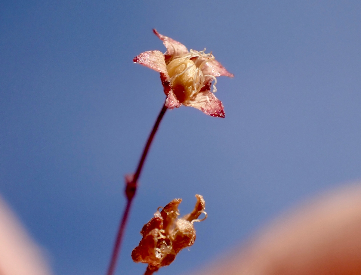 Eriogonum spergulinum var. pratense