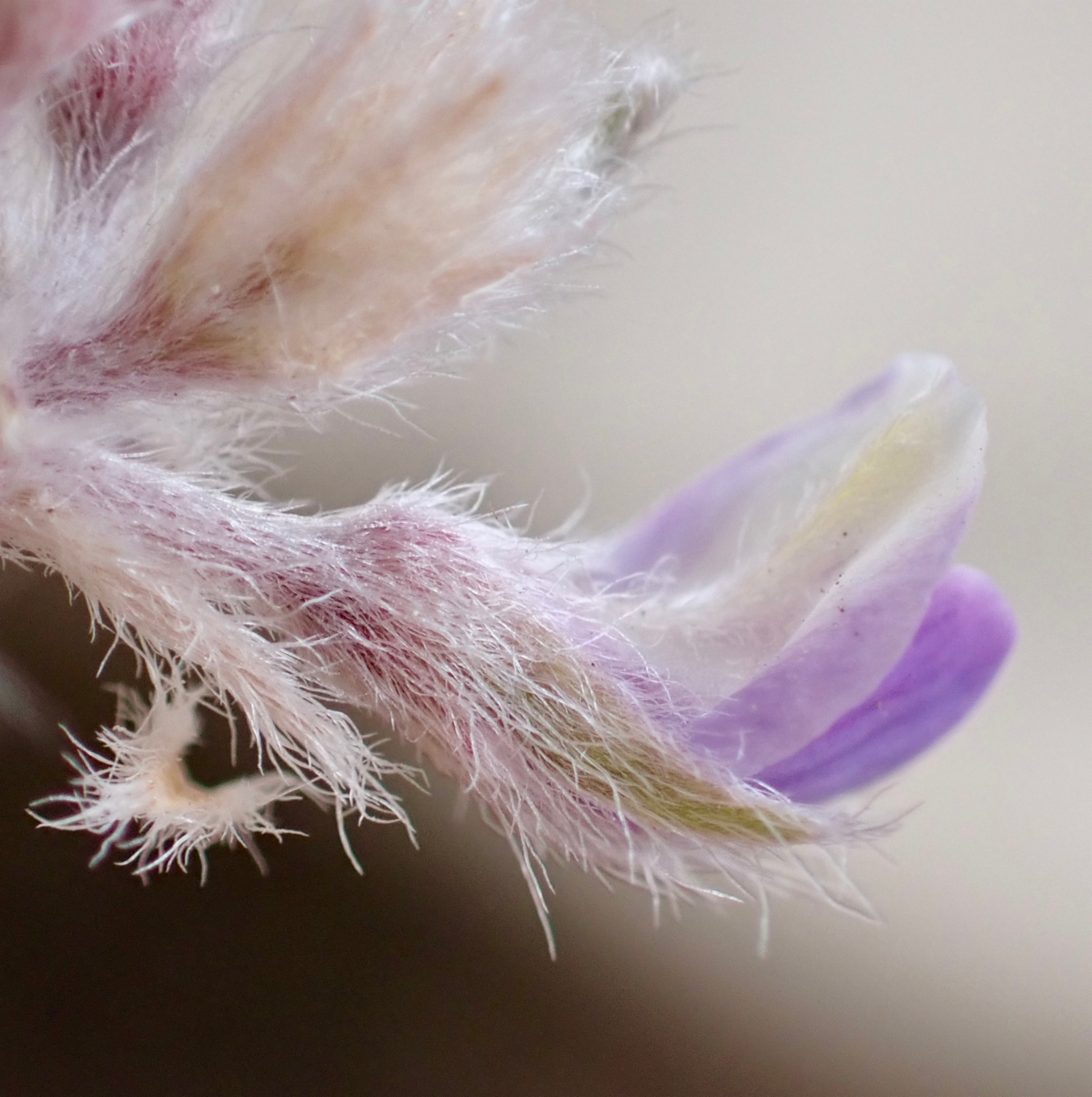 Lupinus breweri var. bryoides