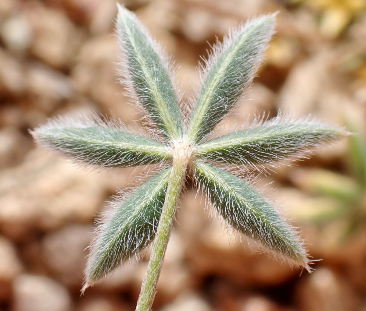 Lupinus lepidus var. confertus