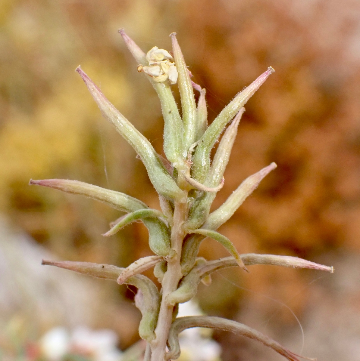 Eremothera boothii ssp. desertorum