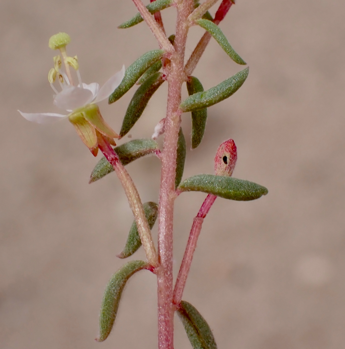 Eremothera boothii ssp. desertorum