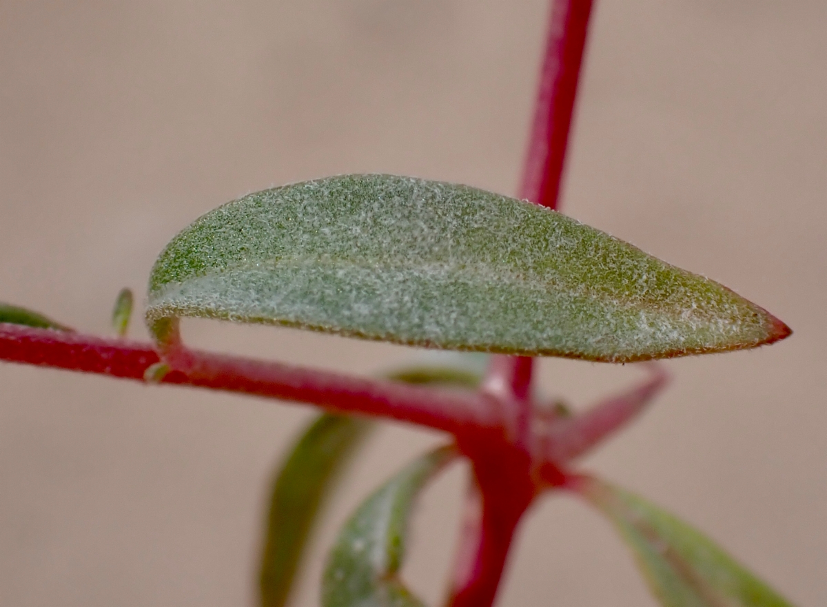 Eremothera boothii ssp. desertorum