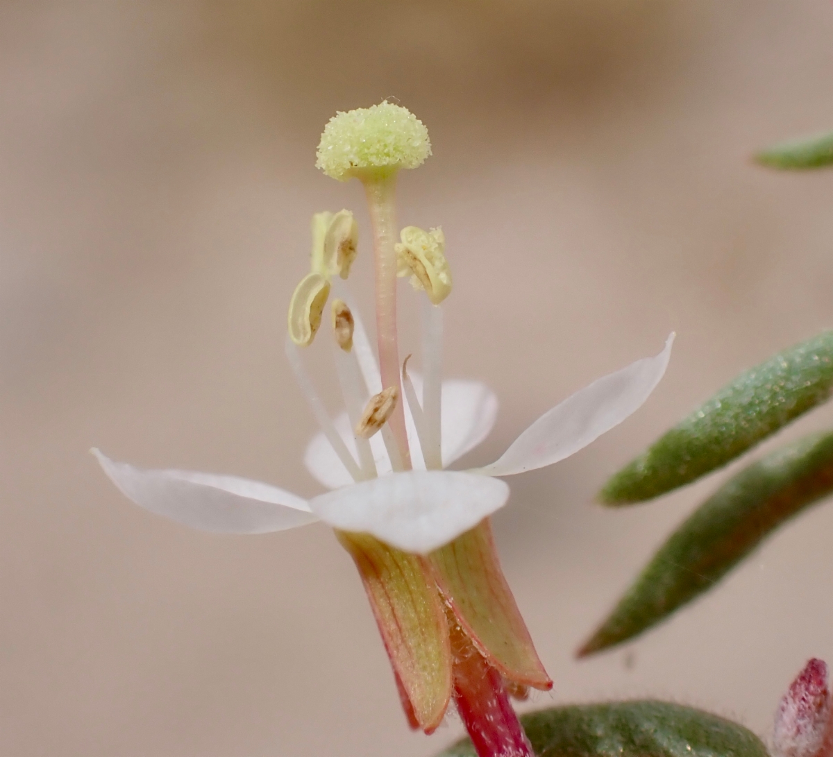 Eremothera boothii ssp. desertorum