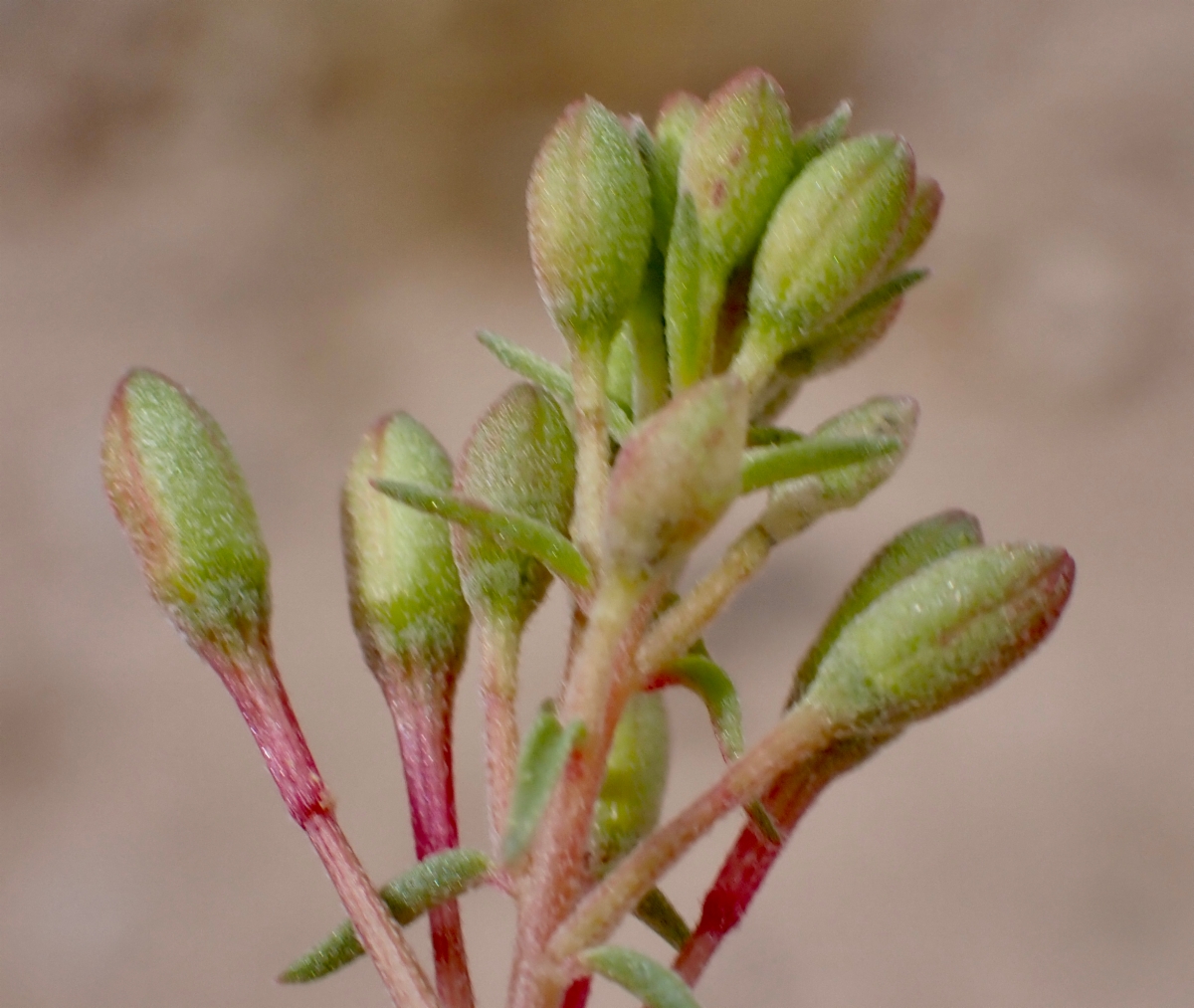 Eremothera boothii ssp. desertorum