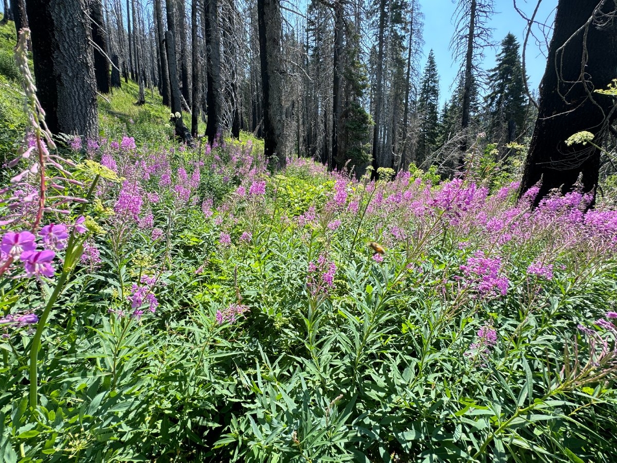 Chamerion angustifolium ssp. circumvagum