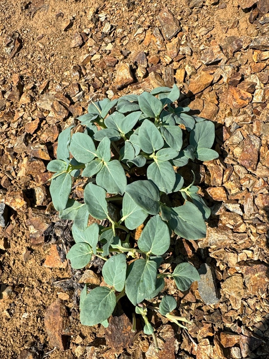 Cycladenia humilis var. humilis