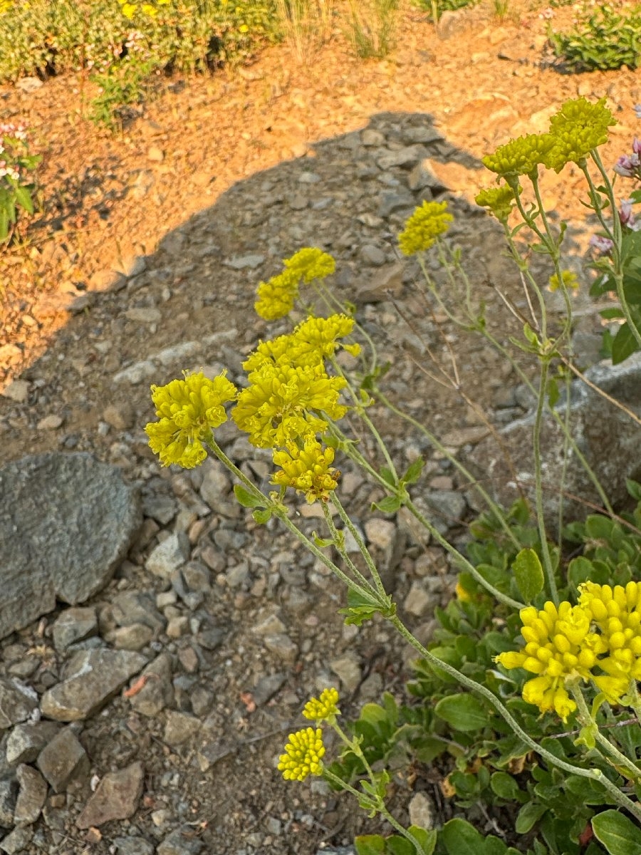 Eriogonum umbellatum var. argus