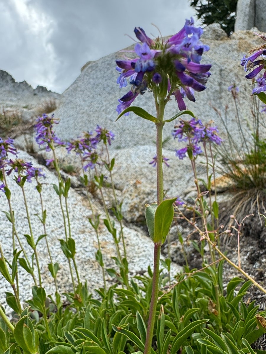 Penstemon procerus var. brachyanthus