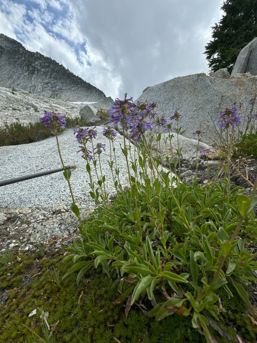 Penstemon procerus var. brachyanthus