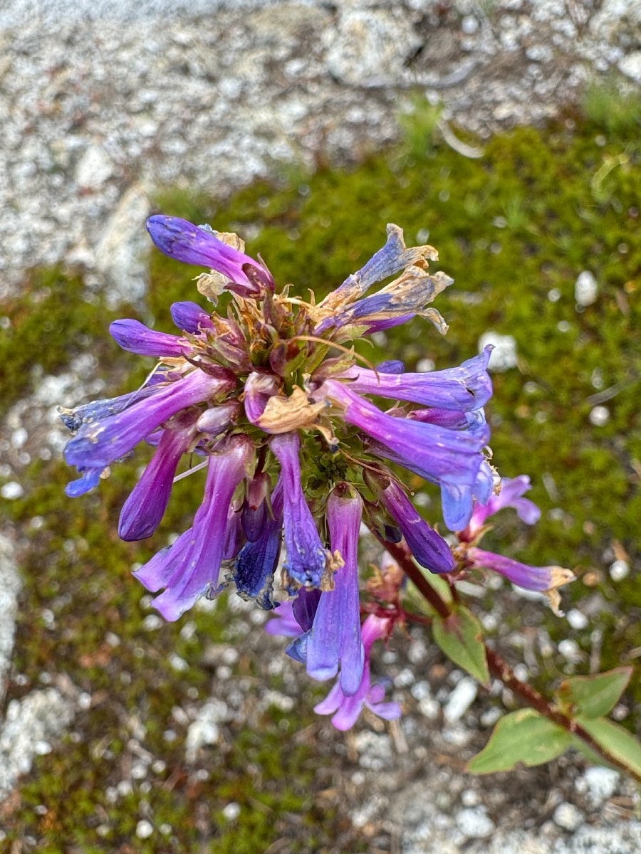 Penstemon procerus var. brachyanthus