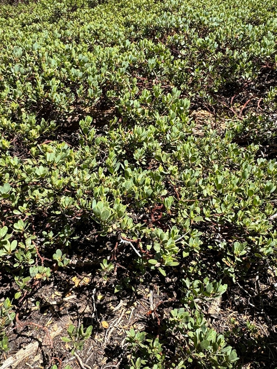 Arctostaphylos klamathensis